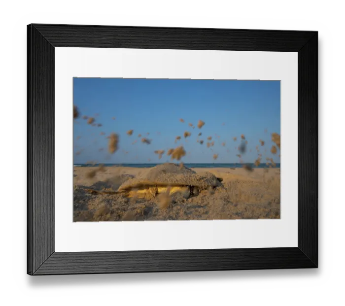 Framed Print : Kemp's ridley turtle (Lepidochelys kempii) female, digging nest cavity on beach, Rancho Nuevo Sea Turtle Sanctuary, Tamaulipas, Mexico. Critically endangered Framed Print : Kemp's ridley turtle (Lepidochelys kempii) female, digging nest cavity on beach, Rancho Nuevo Sea Turtle Sanctuary, Tamaulipas, Mexico. Critically endangered