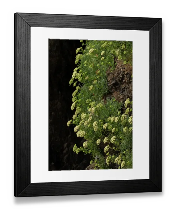 Framed Print : Rock samphire (Crithmum maritimum) in flower, Cornwall, England, UK. August Framed Print : Rock samphire (Crithmum maritimum) in flower, Cornwall, England, UK. August