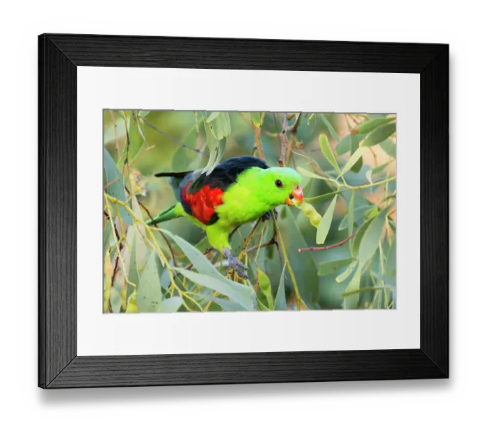 Framed Print : RF - Red-winged parrot (Aprosmictus erythropterus) male feeding on Clubleaf wattle (Acacia hemignosta) seed pods, Adelaide River Hills, Northern Territory, Australia Framed Print : RF - Red-winged parrot (Aprosmictus erythropterus) male feeding on Clubleaf wattle (Acacia hemignosta) seed pods, Adelaide River Hills, Northern Territory, Australia