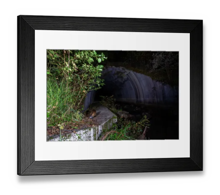 Framed Print : Nutria (Myocastor coypus) using a wildlife underpass below the A89 highway and above the Deirot river at night, Correze, France. October. Camera trap image Framed Print : Nutria (Myocastor coypus) using a wildlife underpass below the A89 highway and above the Deirot river at night, Correze, France. October. Camera trap image