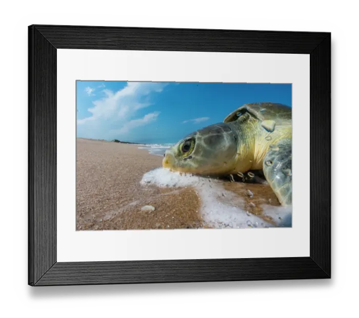 Framed Print : Kemp's ridley turtle (Lepidochelys kempii) female, coming ashore to nest, Rancho Nuevo Sea Turtle Sanctuary, Tamaulipas, Mexico. Critically endangered Framed Print : Kemp's ridley turtle (Lepidochelys kempii) female, coming ashore to nest, Rancho Nuevo Sea Turtle Sanctuary, Tamaulipas, Mexico. Critically endangered