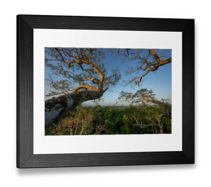 Framed Print : Upper Amazon forest canopy from a Kapok tree (Ceiba pentandra), Yasuni National Park, Orellana, Ecuador Framed Print : Upper Amazon forest canopy from a Kapok tree (Ceiba pentandra), Yasuni National Park, Orellana, Ecuador