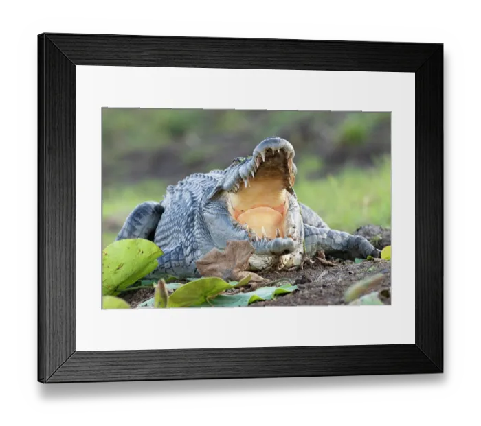 Framed Print : Saltwater crocodile (Crocodylus porosus) basking in evening sunshine, Corroboree Billabong, Northern Territory, Australia Framed Print : Saltwater crocodile (Crocodylus porosus) basking in evening sunshine, Corroboree Billabong, Northern Territory, Australia