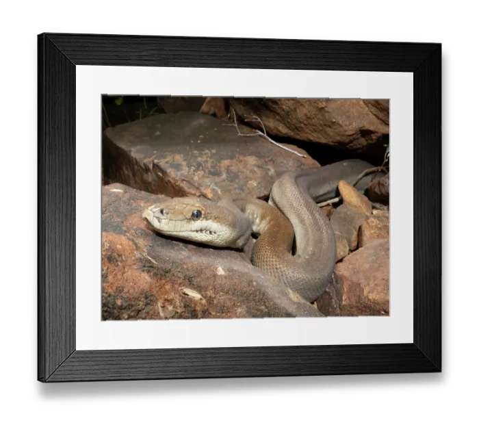 Framed Print : RF - Olive python (Liasis olivaceus) likely a female owing to large size, laying in wait for passing prey in a dry creek bed, Adelaide River Hills, Northern Territory, Australia Framed Print : RF - Olive python (Liasis olivaceus) likely a female owing to large size, laying in wait for passing prey in a dry creek bed, Adelaide River Hills, Northern Territory, Australia