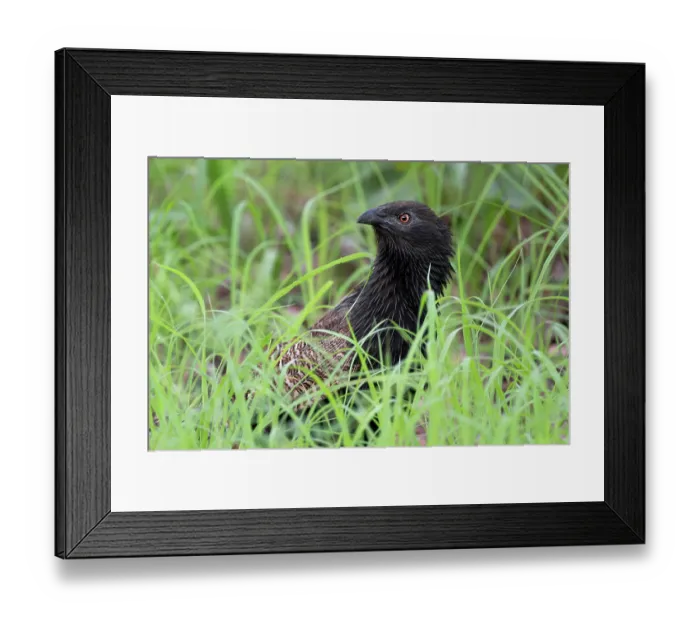 Framed Print : Pheasant coucal (Centropus phasianinus) in breeding plumage hunting along a roadside verge, Adelaide River Hills, Northern Territory, Australia