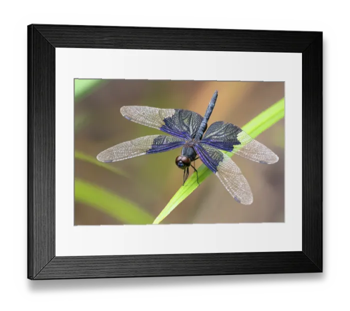 Framed Print : Iridescent flutterer (Rhyothemis braganza) resting on a leaf over a spring fed creek, Adelaide River Hills, Northern Territory, Australia. Focus stacked