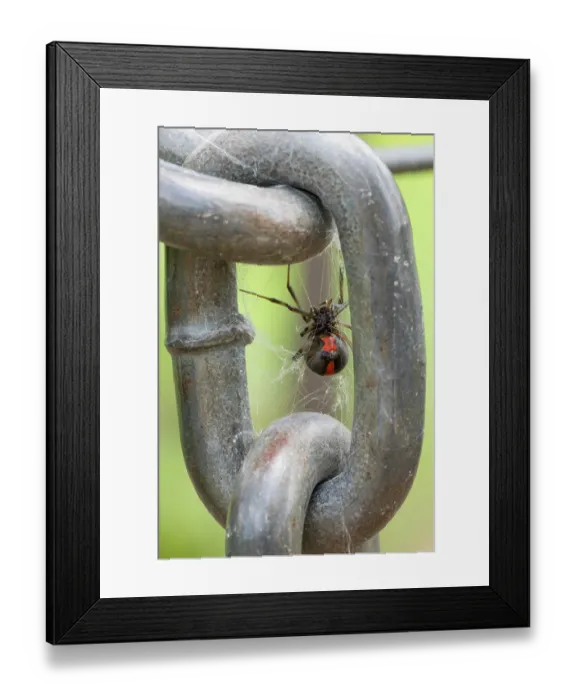 Framed Print : Redback spider (Latrodectus hasselti) female, resting on its web in a gate chain, Adelaide River Hills, Northern Territory, Australia Framed Print : Redback spider (Latrodectus hasselti) female, resting on its web in a gate chain, Adelaide River Hills, Northern Territory, Australia
