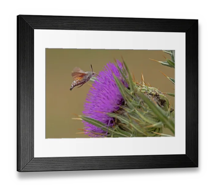 Framed Print : Hummingbird hawkmoth (Macroglossum stellatarum) nectaring on Thistle (Cirsium sp.) flower, Pyrenees, Spain. August Framed Print : Hummingbird hawkmoth (Macroglossum stellatarum) nectaring on Thistle (Cirsium sp.) flower, Pyrenees, Spain. August