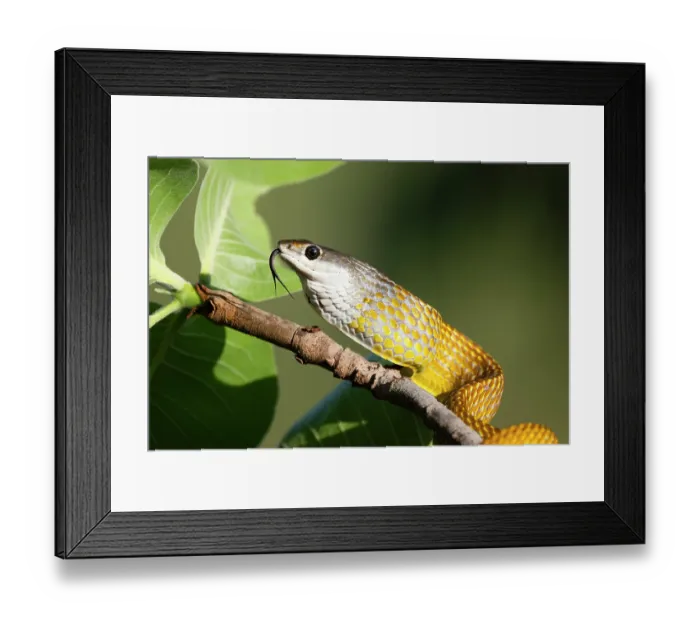 Framed Print : Golden tree snake (Dendrelaphis punctulatus) resting on branch, with throat inflated as a warning display, Adelaide River Hills, Northern Territory, Australia Framed Print : Golden tree snake (Dendrelaphis punctulatus) resting on branch, with throat inflated as a warning display, Adelaide River Hills, Northern Territory, Australia