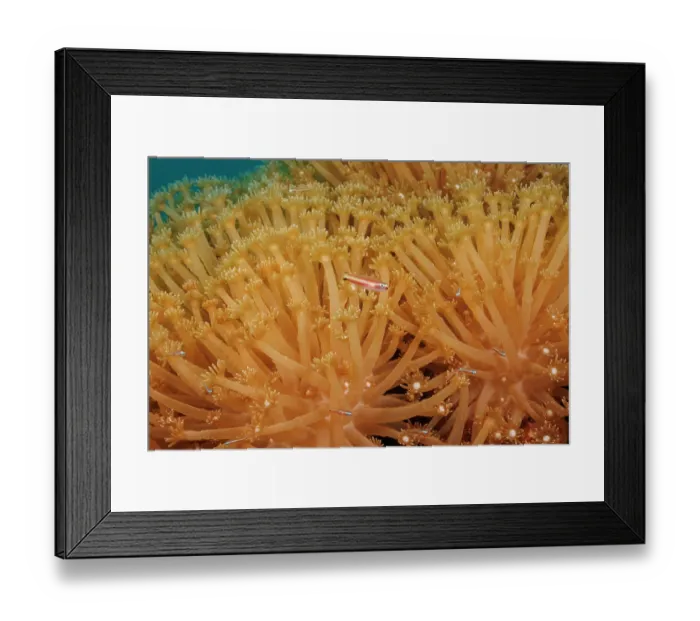 Framed Print : Twostripe pygmy goby (Eviota bifasciata) swimming among hard coral, Yap, Federated States of Micronesia, Pacific Ocean Framed Print : Twostripe pygmy goby (Eviota bifasciata) swimming among hard coral, Yap, Federated States of Micronesia, Pacific Ocean