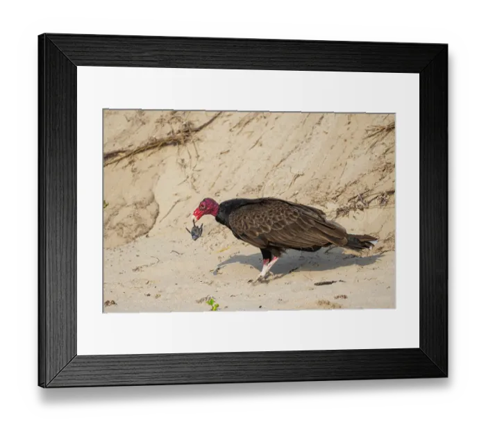 Framed Print : Turkey vulture (Cathartes aura) preying on Kemp's ridley turtle (Lepidochelys kempii) hatchling on beach, Rancho Nuevo Sea Turtle Reseserve, Tamaulipas, Mexico Framed Print : Turkey vulture (Cathartes aura) preying on Kemp's ridley turtle (Lepidochelys kempii) hatchling on beach, Rancho Nuevo Sea Turtle Reseserve, Tamaulipas, Mexico