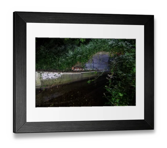 Framed Print : Fox (Vulpes Vulpes) using a wildlife underpass below the A64 highway and above the Rieu-tort brook at night, Hautes-Pyrenees, France. June. Camera trap image