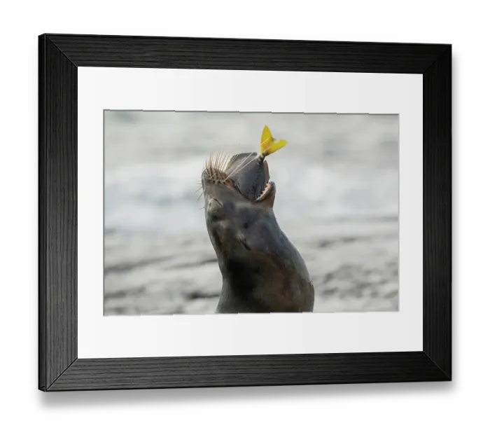 Framed Print : Galapagos sea lion (Zalophus wollebaeki) swallowing a fish, Santiago Island, Galapagos Islands, Pacific Ocean. Endangered Framed Print : Galapagos sea lion (Zalophus wollebaeki) swallowing a fish, Santiago Island, Galapagos Islands, Pacific Ocean. Endangered