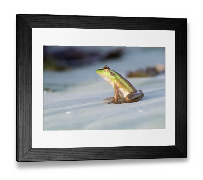 Framed Print : Dahl's aquatic frog (Litoria dahlii) sitting on Lotus (Nelumbo nucifera) lily pad, Fogg Dam Conservation Reserve, Northern Territory, Australia Framed Print : Dahl's aquatic frog (Litoria dahlii) sitting on Lotus (Nelumbo nucifera) lily pad, Fogg Dam Conservation Reserve, Northern Territory, Australia