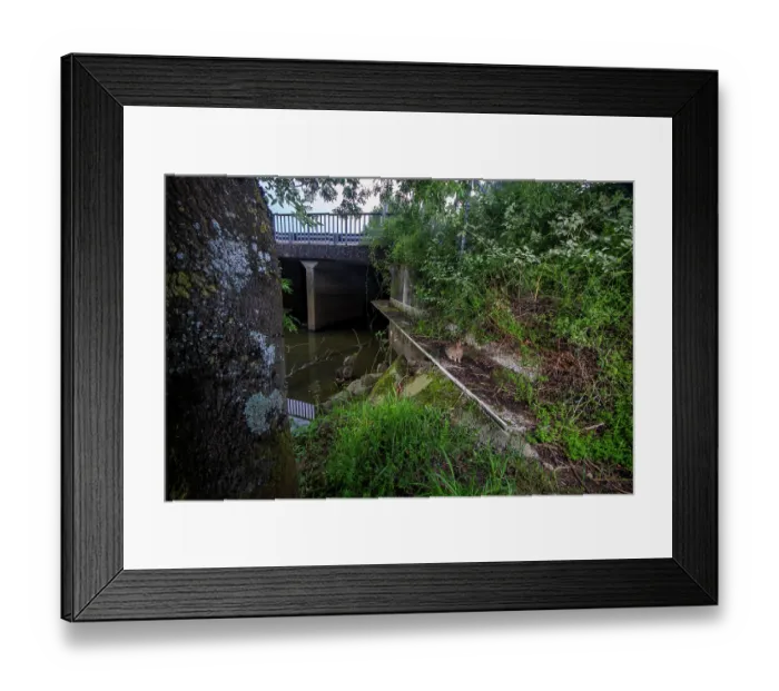 Framed Print : Rabbit (Oryctolagus cuniculus) using a wildlife underpass below the A83 highway and above the Blaison river, Vendee, France. May. Camera trap Framed Print : Rabbit (Oryctolagus cuniculus) using a wildlife underpass below the A83 highway and above the Blaison river, Vendee, France. May. Camera trap