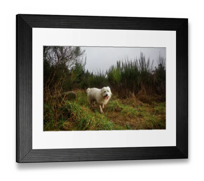 Framed Print : Dog (Canis lupus familiaris) walking over a wildlife crossing above the A89 highway, Correze, France. February. Camera trap Framed Print : Dog (Canis lupus familiaris) walking over a wildlife crossing above the A89 highway, Correze, France. February. Camera trap
