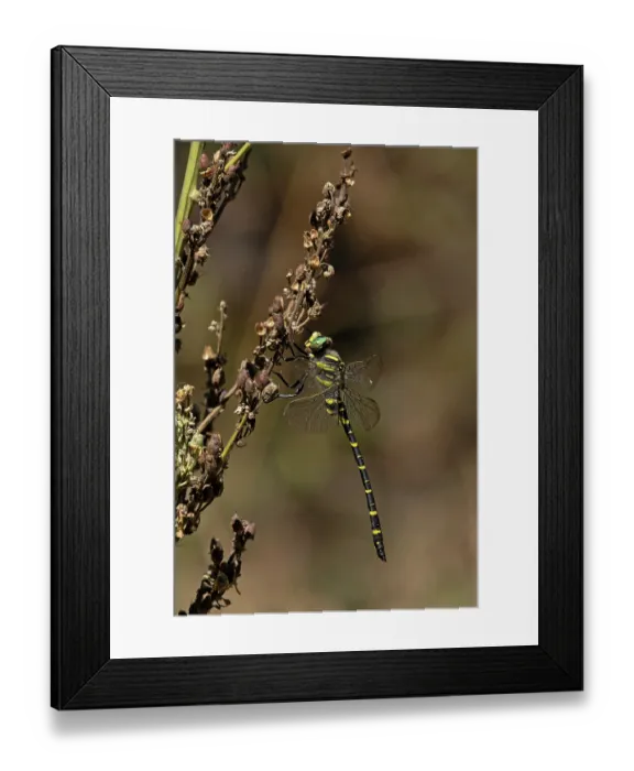 Framed Print : Golden-ringed dragonfly (Cordulegaster boltonii) resting on dried flowerhead, Pyrenees, Spain. August