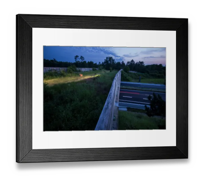 Framed Print : Roe deer (Capreolus capreolus) walking across a wildlife crossing above the A10 highway at dawn, Charente-Maritime, France. June. Camera trap image Framed Print : Roe deer (Capreolus capreolus) walking across a wildlife crossing above the A10 highway at dawn, Charente-Maritime, France. June. Camera trap image