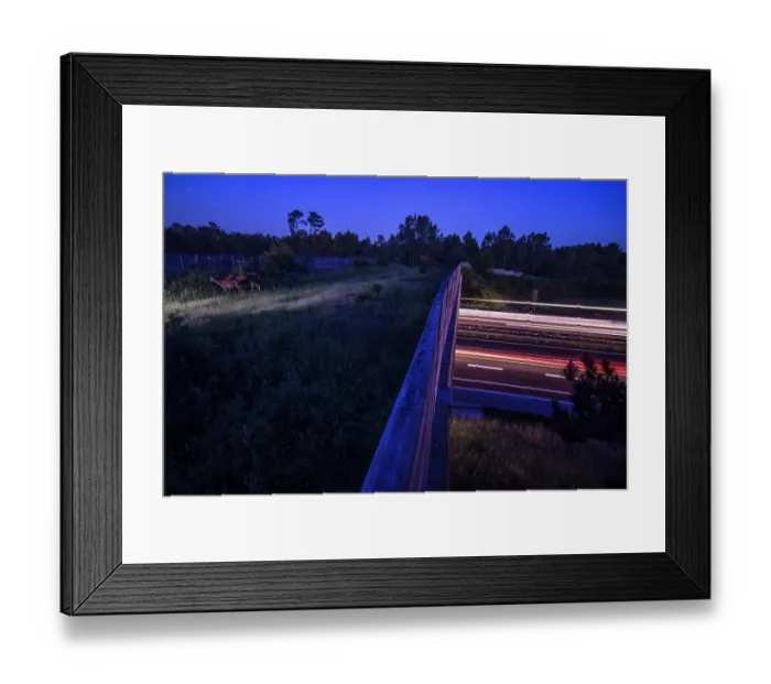 Framed Print : Group of Roe deers (Capreolus capreolus) grazing on a wildlife crossing above the A10 highway at night, Charente-Maritime, France. May. Camera trap image Framed Print : Group of Roe deers (Capreolus capreolus) grazing on a wildlife crossing above the A10 highway at night, Charente-Maritime, France. May. Camera trap image