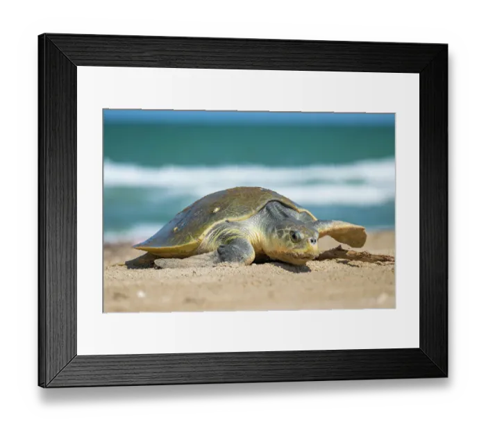 Framed Print : Kemp's ridley turtle (Lepidochelys kempii) female, coming ashore to nest, Rancho Nuevo Sea Turtle Sanctuary, Tamaulipas, Mexico. Critically endangered Framed Print : Kemp's ridley turtle (Lepidochelys kempii) female, coming ashore to nest, Rancho Nuevo Sea Turtle Sanctuary, Tamaulipas, Mexico. Critically endangered