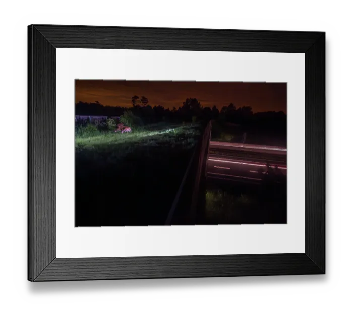Framed Print : Group of Roe deers (Capreolus capreolus) grazing on a wildlife crossing above the A10 highway at night, Charente-Maritime, France. May. Camera trap image Framed Print : Group of Roe deers (Capreolus capreolus) grazing on a wildlife crossing above the A10 highway at night, Charente-Maritime, France. May. Camera trap image
