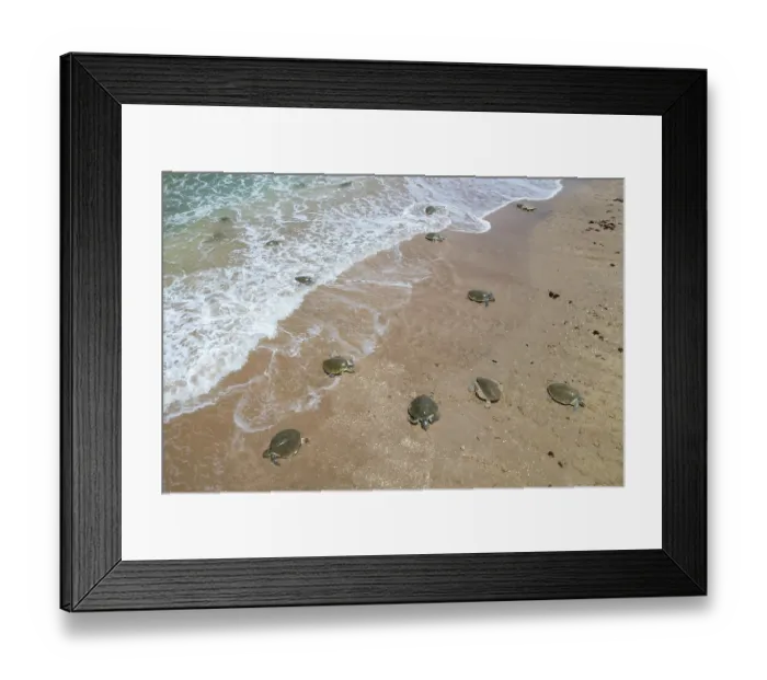 Framed Print : Aerial view of group of Kemp's ridley turtles (Lepidochelys kempii) female, coming ashore in brief daytime arribada, a mass synchronised sea turtle nesting phenomenon Framed Print : Aerial view of group of Kemp's ridley turtles (Lepidochelys kempii) female, coming ashore in brief daytime arribada, a mass synchronised sea turtle nesting phenomenon