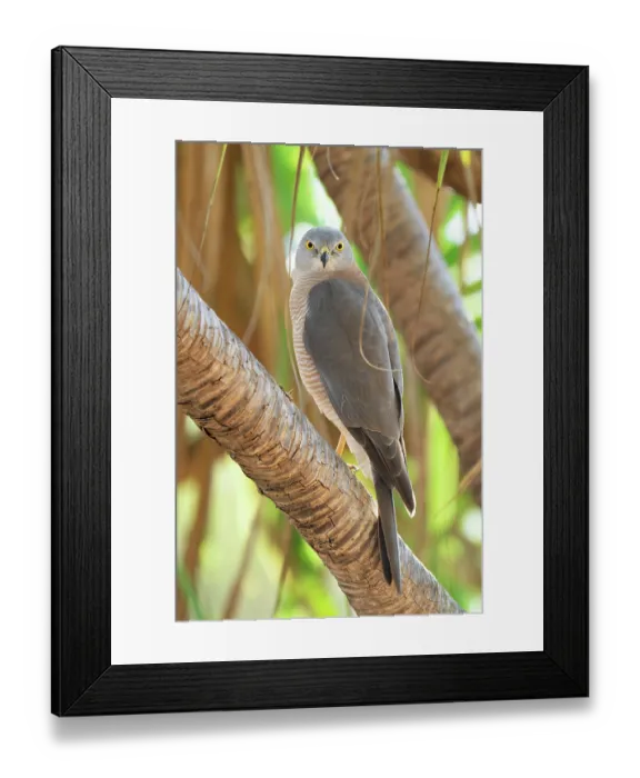 Framed Print : Brown goshawk (Accipiter fasciatus didimus) northern sub-species male, perched on branch, Adelaide River Hills, Northern Territory, Australia Framed Print : Brown goshawk (Accipiter fasciatus didimus) northern sub-species male, perched on branch, Adelaide River Hills, Northern Territory, Australia