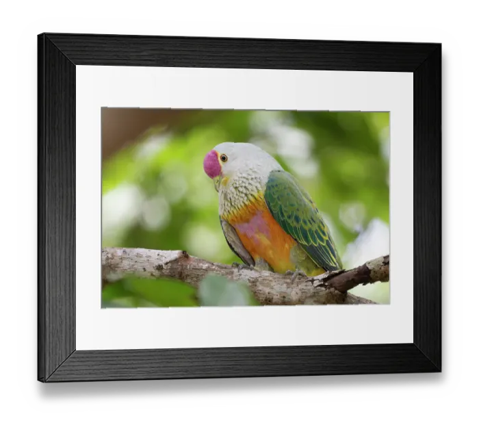 Framed Print : Rose-crowned fruit dove (Ptilinopus regina) perched high in the canopy of a melaleuca swamp, Fogg Dam Conservation Reserve, Northern Territory, Australia Framed Print : Rose-crowned fruit dove (Ptilinopus regina) perched high in the canopy of a melaleuca swamp, Fogg Dam Conservation Reserve, Northern Territory, Australia