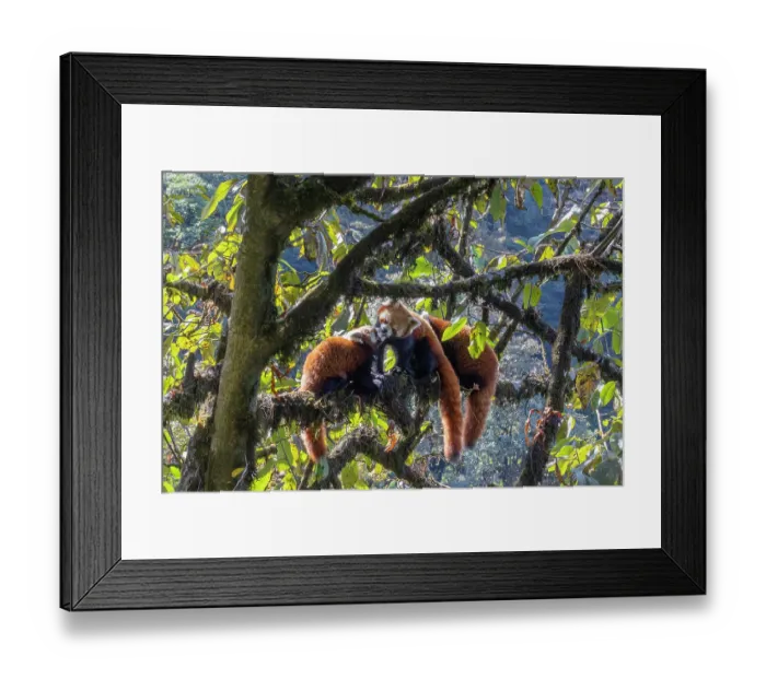 Framed Print : Red panda (Ailurus fulgens) female feeding cub in tree, Singalila National Park, Nepal. Endangered