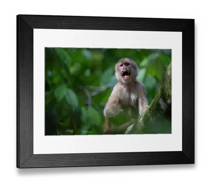 Framed Print : White-fronted capuchin (Cebus albifrons) in tree calling, Yasuni National Park, Orellana, Ecuador Framed Print : White-fronted capuchin (Cebus albifrons) in tree calling, Yasuni National Park, Orellana, Ecuador