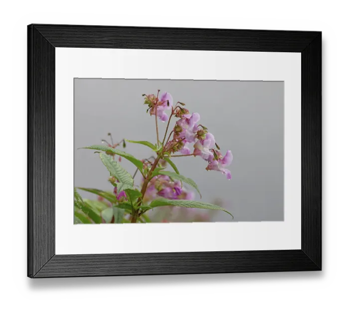 Framed Print : Himalayan balsam (Impatiens glandulifera) in flower, Norfolk, England, UK. July Framed Print : Himalayan balsam (Impatiens glandulifera) in flower, Norfolk, England, UK. July
