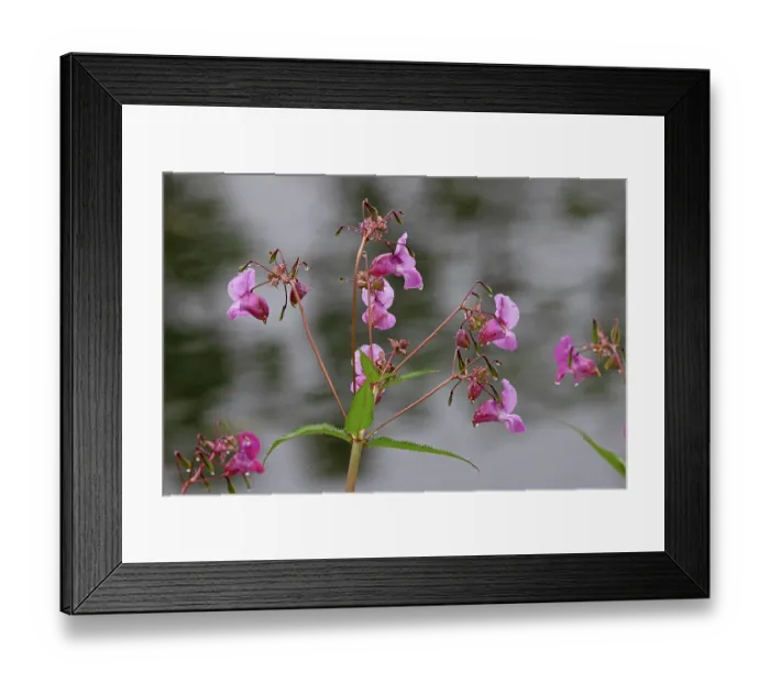 Framed Print : Himalayan balsam (Impatiens glandulifera) in flower, Norfolk, England, UK. July Framed Print : Himalayan balsam (Impatiens glandulifera) in flower, Norfolk, England, UK. July