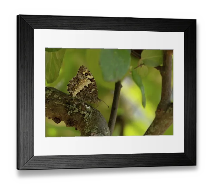 Framed Print : Great banded grayling butterfly (Brintesia circe) resting on a branch, Pyrenees, Spain. August Framed Print : Great banded grayling butterfly (Brintesia circe) resting on a branch, Pyrenees, Spain. August