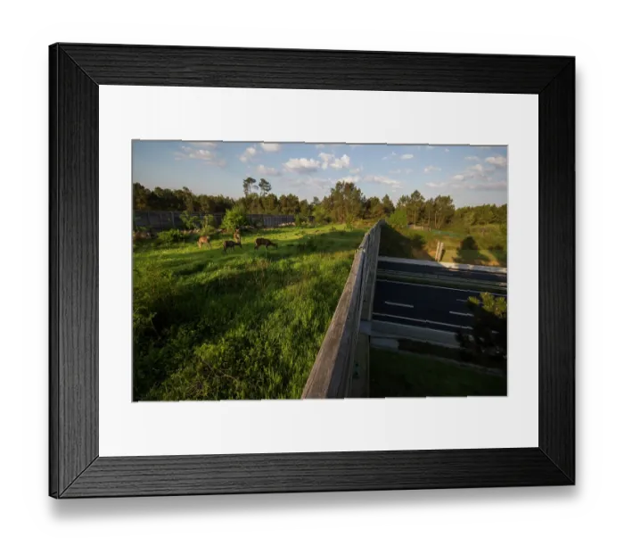 Framed Print : Group of Roe deers (Capreolus capreolus) grazing on a wildlife crossing above the A10 highway, Charente-Maritime, France. April. Camera trap image Framed Print : Group of Roe deers (Capreolus capreolus) grazing on a wildlife crossing above the A10 highway, Charente-Maritime, France. April. Camera trap image