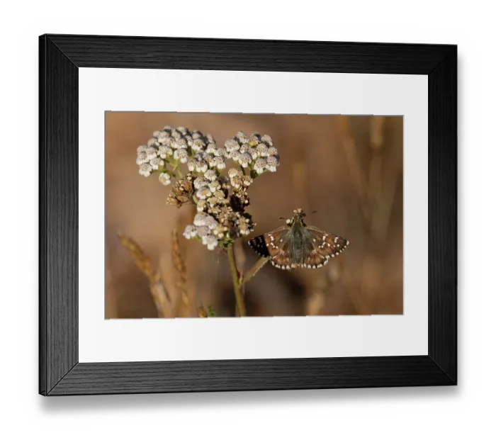 Framed Print : Carline skipper butterfly (Pyrgus carlinae) resting on flower, Pyrenees, Spain. August