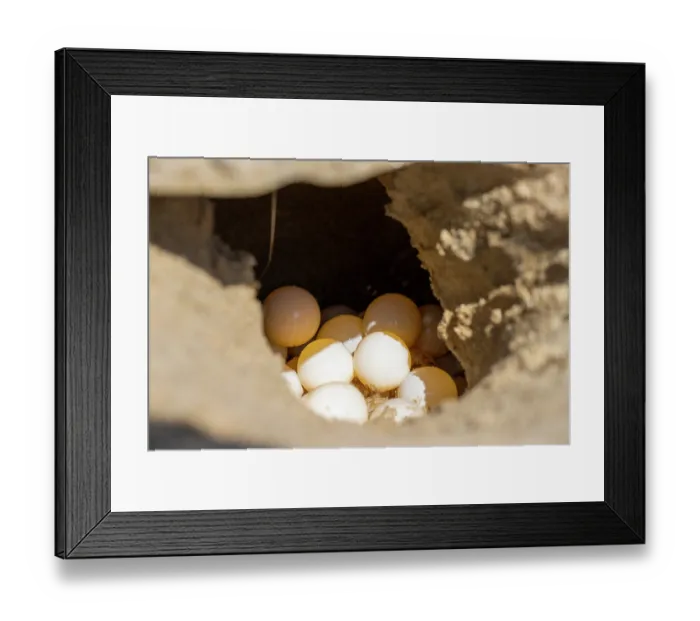 Framed Print : Kemp's ridley turtle (Lepidochelys kempii) eggs in nest on beach, Rancho Nuevo Sea Turtle Sanctuary, Tamaulipas, Mexico. Critically endangered Framed Print : Kemp's ridley turtle (Lepidochelys kempii) eggs in nest on beach, Rancho Nuevo Sea Turtle Sanctuary, Tamaulipas, Mexico. Critically endangered