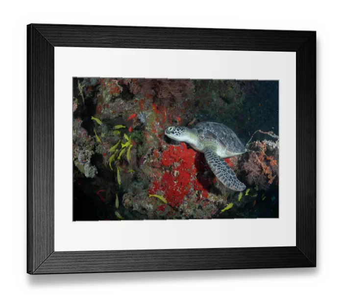 Framed Print : RF - Green sea turtle (Chelonia mydas) resting on the reef, Maldives, Indian Ocean. Endangered. (This image may be licensed either as rights managed or royalty free.) Framed Print : RF - Green sea turtle (Chelonia mydas) resting on the reef, Maldives, Indian Ocean. Endangered. (This image may be licensed either as rights managed or royalty free.)