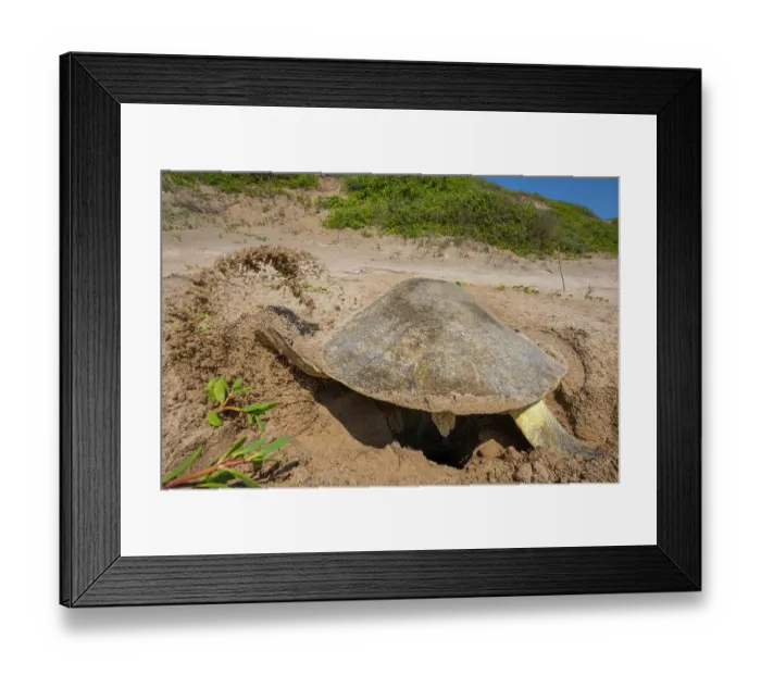 Framed Print : Kemp's ridley turtle (Lepidochelys kempii) female, digging nest cavity on beach, Rancho Nuevo Sea Turtle Sanctuary, Tamaulipas, Mexico. Critically endangered Framed Print : Kemp's ridley turtle (Lepidochelys kempii) female, digging nest cavity on beach, Rancho Nuevo Sea Turtle Sanctuary, Tamaulipas, Mexico. Critically endangered