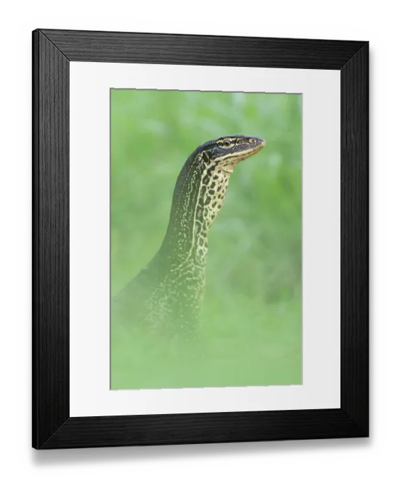 Framed Print : Yellow-spotted monitor (Varanus panoptes) looking out from a high point on the Adelaide River floodplain, Northern Territory, Australia Framed Print : Yellow-spotted monitor (Varanus panoptes) looking out from a high point on the Adelaide River floodplain, Northern Territory, Australia