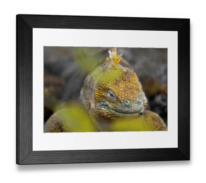 Framed Print : Galapagos land iguana (Conolophus subcristatus) portrait, Santiago Island, Galapagos Islands Framed Print : Galapagos land iguana (Conolophus subcristatus) portrait, Santiago Island, Galapagos Islands