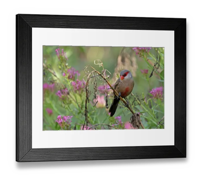 Framed Print : Common waxbill (Estrilda astrild) perched on branch with pink flowers, Barcelona, Spain. August Framed Print : Common waxbill (Estrilda astrild) perched on branch with pink flowers, Barcelona, Spain. August