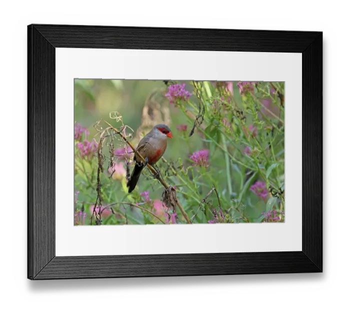 Framed Print : Common waxbill (Estrilda astrild) perched on branch with pink flowers, Barcelona, Spain. August Framed Print : Common waxbill (Estrilda astrild) perched on branch with pink flowers, Barcelona, Spain. August