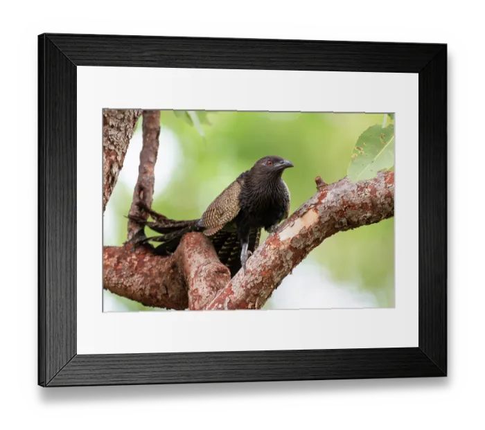 Framed Print : Pheasant coucal (Centropus phasianinus) in breeding plumage, perched in a Glossy-leaved bloodwood tree (Corymbia bleeseri), Adelaide River Hills, Northern Territory, Australia Framed Print : Pheasant coucal (Centropus phasianinus) in breeding plumage, perched in a Glossy-leaved bloodwood tree (Corymbia bleeseri), Adelaide River Hills, Northern Territory, Australia