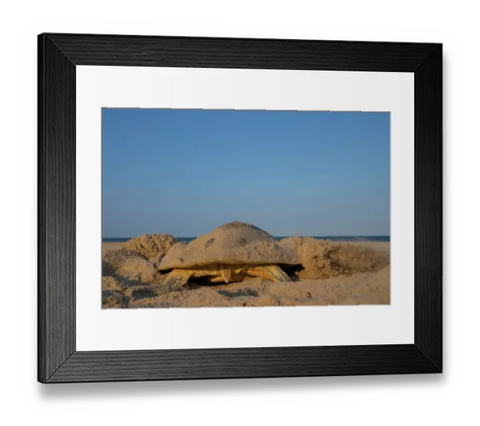 Framed Print : Kemp's ridley turtle (Lepidochelys kempii) female, digging nest cavity on beach, Rancho Nuevo Sea Turtle Sanctuary, Tamaulipas, Mexico. Critically endangered Framed Print : Kemp's ridley turtle (Lepidochelys kempii) female, digging nest cavity on beach, Rancho Nuevo Sea Turtle Sanctuary, Tamaulipas, Mexico. Critically endangered