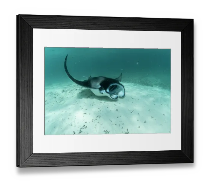 Framed Print : Reef manta ray (Mobula alfredi) with mouth open, feeding on plankton on the sandy seabed, Hanifaru Lagoon, Baa Atoll, Maldives, Indian Ocean Framed Print : Reef manta ray (Mobula alfredi) with mouth open, feeding on plankton on the sandy seabed, Hanifaru Lagoon, Baa Atoll, Maldives, Indian Ocean
