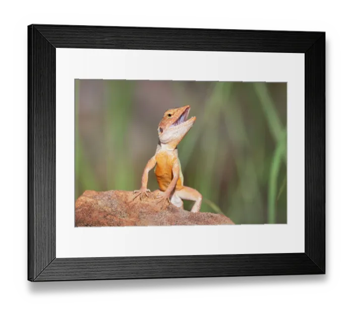 Framed Print : Kimberley rock dragon (Diporiphora perplexa) male in full breeding colouration displaying from a rock perch, Timber Creek, Northern Territory, Australia Framed Print : Kimberley rock dragon (Diporiphora perplexa) male in full breeding colouration displaying from a rock perch, Timber Creek, Northern Territory, Australia
