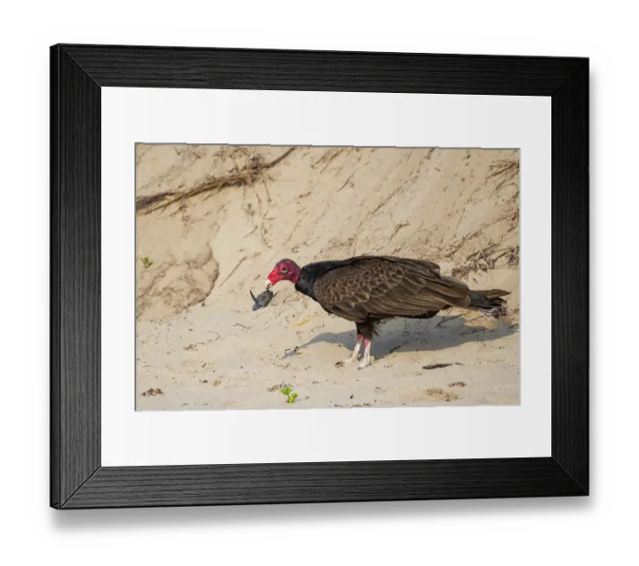 Framed Print : Turkey vulture (Cathartes aura) preying on Kemp's ridley turtle (Lepidochelys kempii) hatchling on beach, Rancho Nuevo Sea Turtle Reseserve, Tamaulipas, Mexico Framed Print : Turkey vulture (Cathartes aura) preying on Kemp's ridley turtle (Lepidochelys kempii) hatchling on beach, Rancho Nuevo Sea Turtle Reseserve, Tamaulipas, Mexico