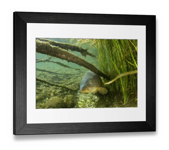 Framed Print : Common carp (Cyprinus carpio) resting among vegetation on riverbed, River Ticino, Lombardy, Italy. October