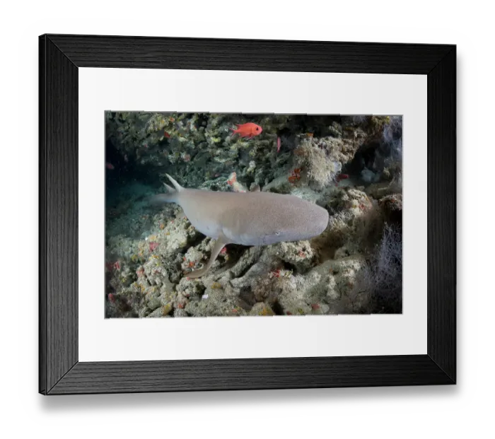 Framed Print : Nurse shark (Ginglymostoma cirratum) swimming over a reef, Baa Atoll, Maldives, Indian Ocean Framed Print : Nurse shark (Ginglymostoma cirratum) swimming over a reef, Baa Atoll, Maldives, Indian Ocean