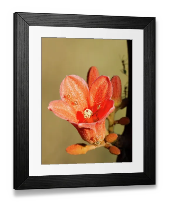Framed Print : Group of Green ants (Oecophylla smaragdina) feeding on a Red currajong (Brachychiton megaphyllus) flower, Adelaide River Hills, Northern Territory, Australia Framed Print : Group of Green ants (Oecophylla smaragdina) feeding on a Red currajong (Brachychiton megaphyllus) flower, Adelaide River Hills, Northern Territory, Australia